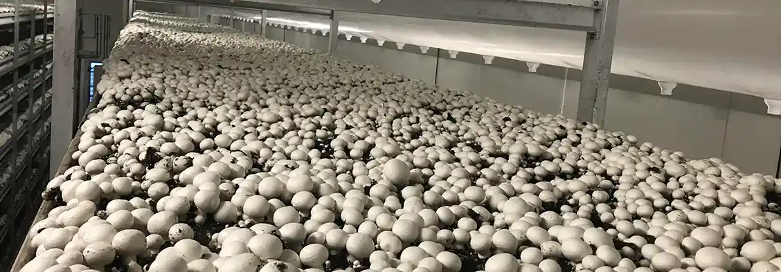 سامانه هوشمند پایا 360 ویژه پرورش قارچ