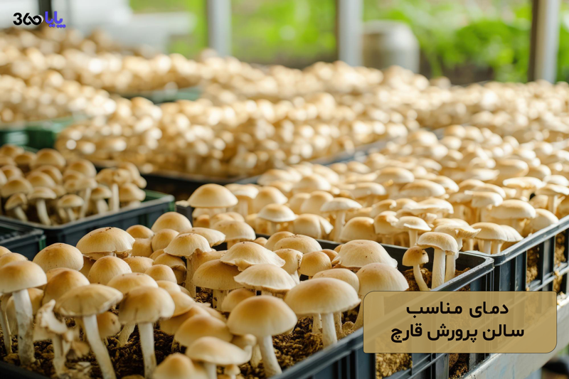 دمای مناسب سالن پرورش قارچ چقدر باید باشد؟