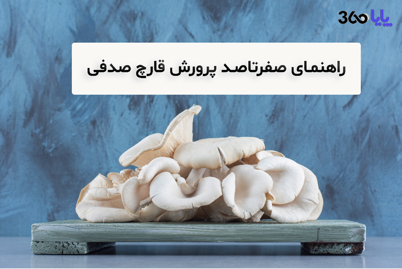 آموزش پرورش قارچ صدفی | راهنمای کامل تولید قارچ