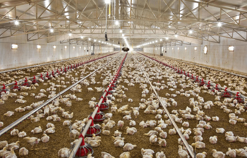 ساخت سالن مرغداری با کم‌ترین هزینه: راهنمای جامع و کاربردی