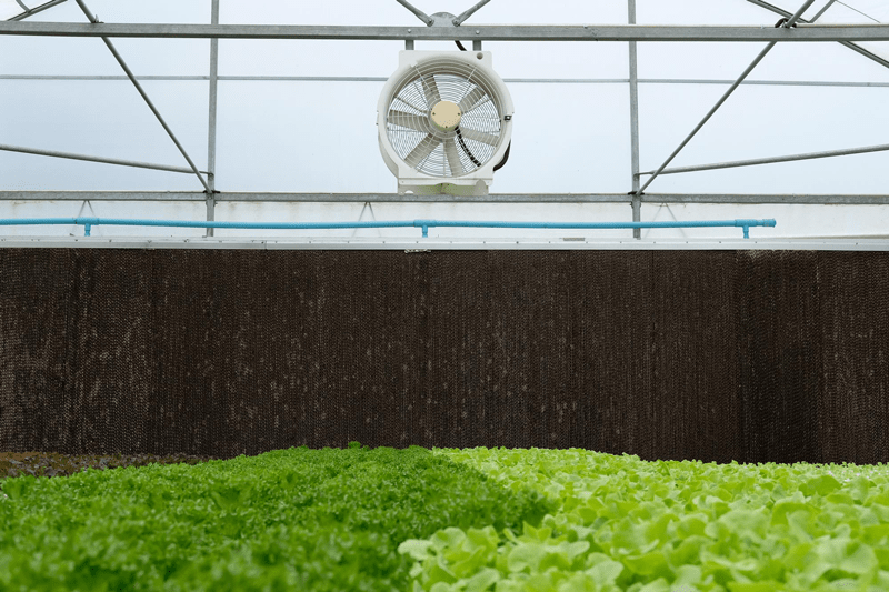 جریان هوا در گلخانه