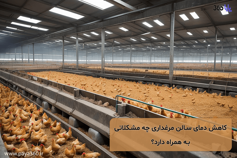 کاهش دمای سالن مرغداری چه مشکلاتی به همراه دارد؟