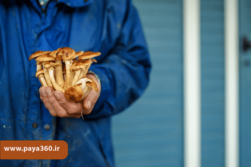 زمان برداشت و نحوه فروش قارچ