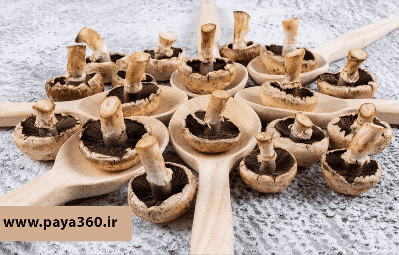 صفر تا صد پرورش قارچ دکمه‌ای