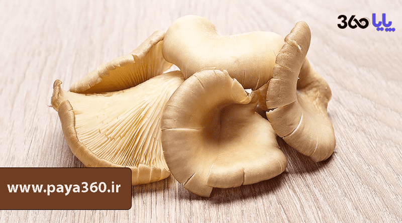 اتوماسیون در سالن‌های پرورش قارچ