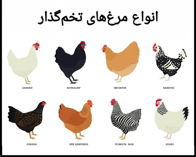 انواع مرغ‌های تخم‌گذار
